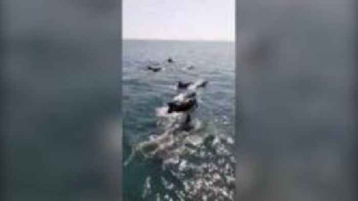 Pod of dolphins keep sailor company on boat trip