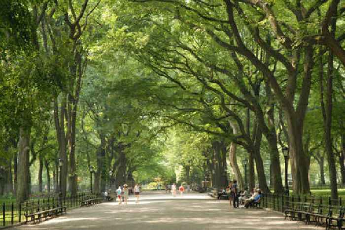 Climate change is affecting growing season for NYC trees, Yale study finds