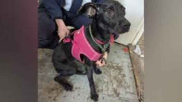 Dog owner banned after pet found in 'squalid' room
