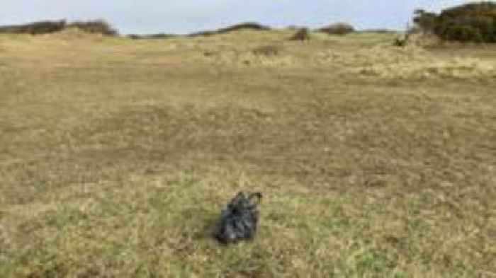 'Influx' of dog mess sparks pet owner plea
