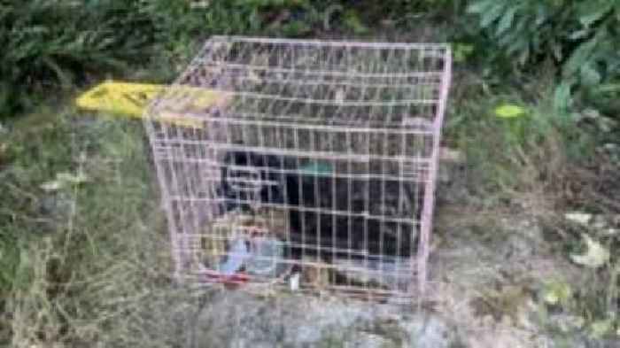 Dead kittens found dumped in street