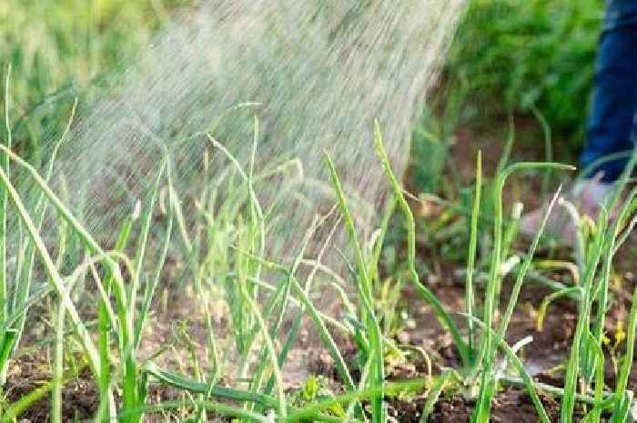 Alan Titchmarsh on 'golden rule' to watering plants in your garden