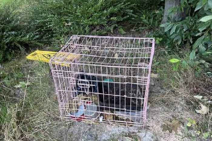 Four kittens found dead in metal carrier as RSPCA searches for culprits of 'distressing' act