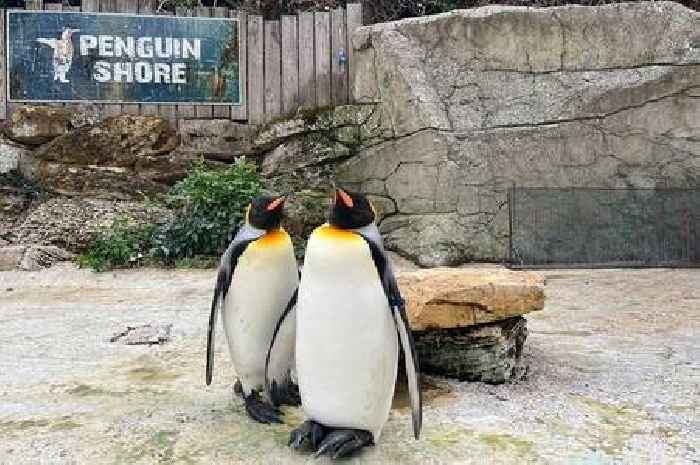 Firefighters help keep penguins keep cool after Birdland's heatwave SOS
