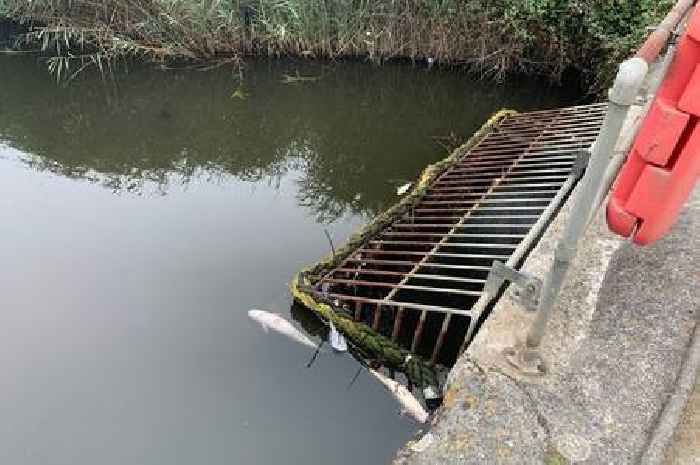 Fish found dead in Cornwall nature reserve