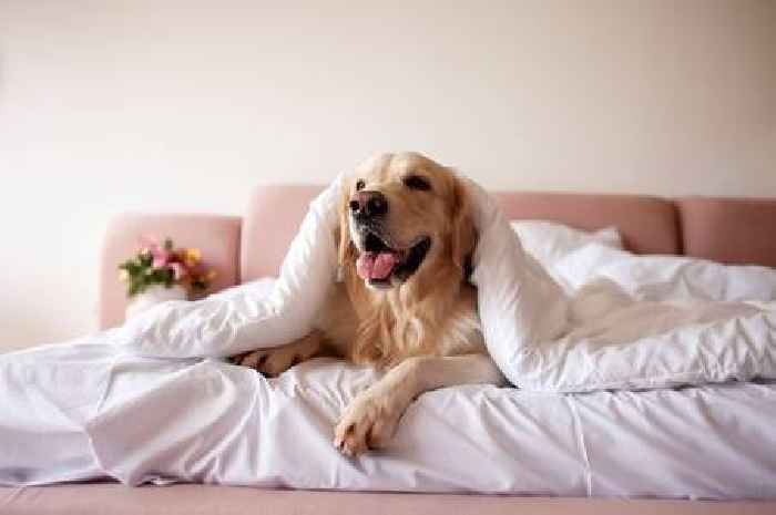 Golden retriever's sneaky method to make sure parents look after their new baby