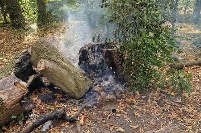 Video captures tree stump on fire in Cambridgeshire woodland