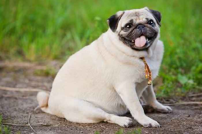 Doggy 'Mounjaro' could be the next solution for treating pudgy pets