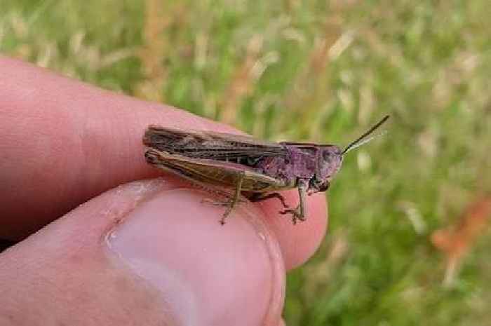 Teenager discovers Britain's first purple grasshopper in Ayrshire