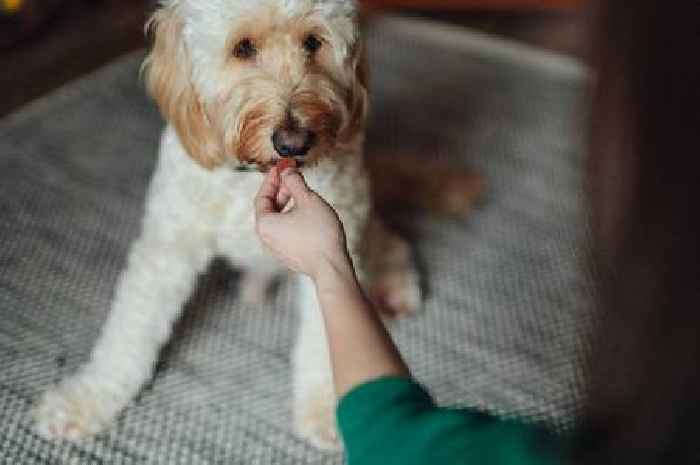 'I'm a vet and these are the four common dog training mistakes pet owners make'