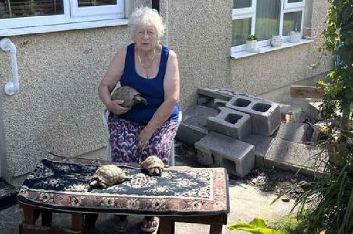 Woman's tortoises 'trapped' after garden wall blown over