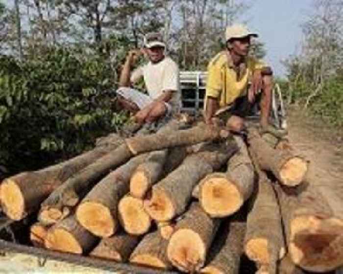 US demand for RVs fuels deforestation on Indonesia's Borneo: NGOs