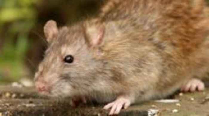 Beachgoers warned as pest control programme begins