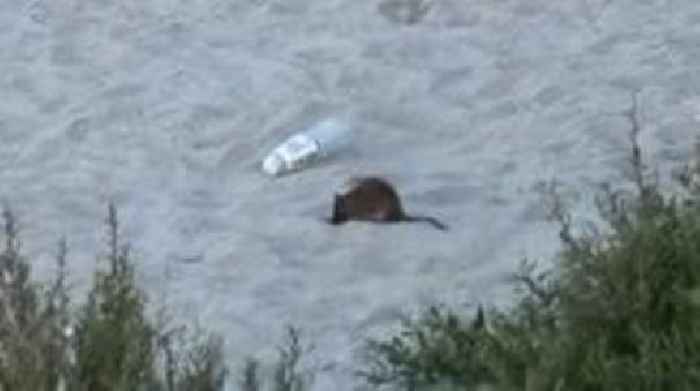 Rats on popular beach 'out of control' as council lays poison