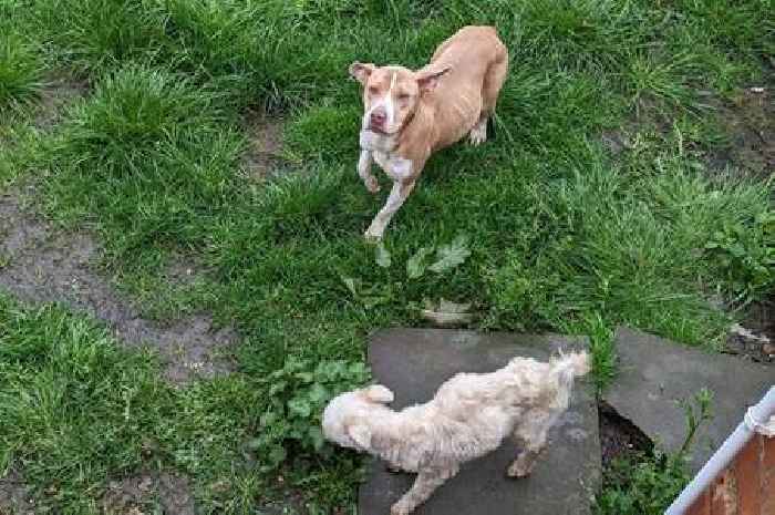 Neglectful Ilkeston pet owner banned from having animals after one dog tragically dies and two injured