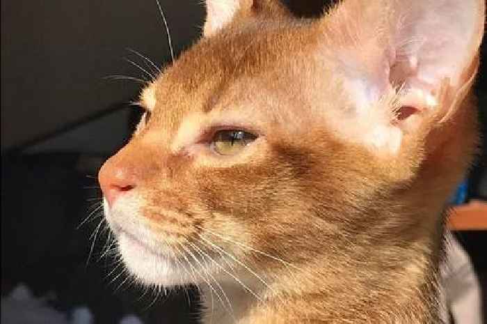 Celebrity Devon cat put to sleep after cruel attack