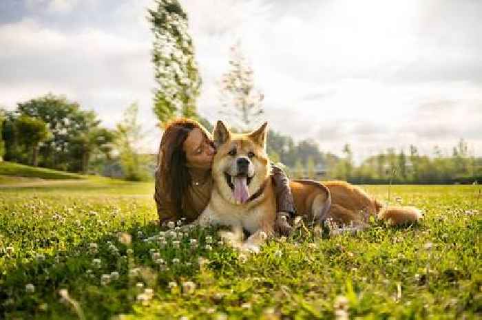 Save your lawn from dog damage by planting one flower amongst grass