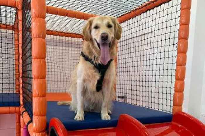 Surrey's first dog 'soft play' opens with boutique treats and garments