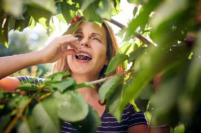 Unwanted seasonal fruit that can help dementia - but it's best with one change