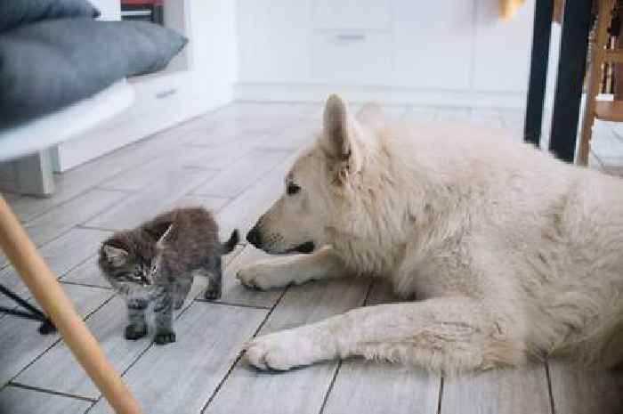 'I left my dog and cat alone in a room and caught them doing something odd'
