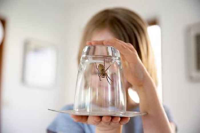 Spider season September warning - what to put in house to deter them