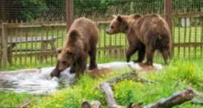 Watch as honey-loving bears meet new playmates