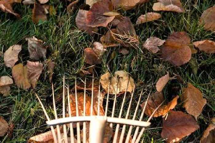 Simple way to revive your lawn after the hot summer - and it only takes a few minutes