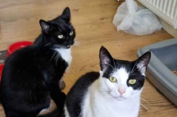 Cats with ‘unbreakable bond’ search for forever home after 166 days in care