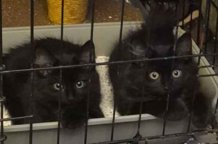 Six cats searching for a loving home in Cambridge