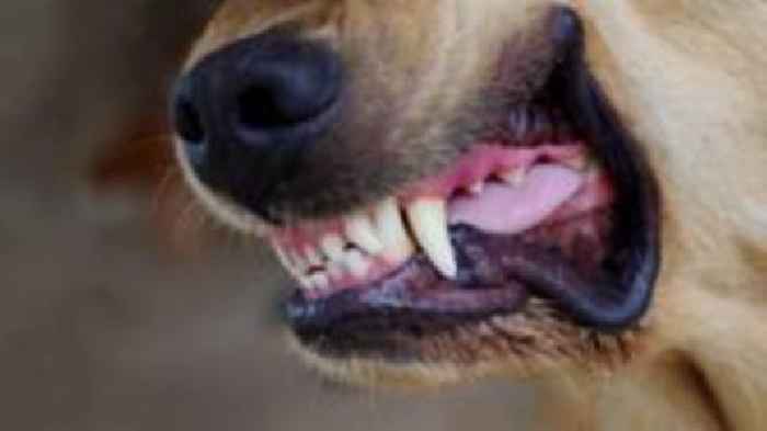 Only 2% of 11,000 dog attacks result in prosecution