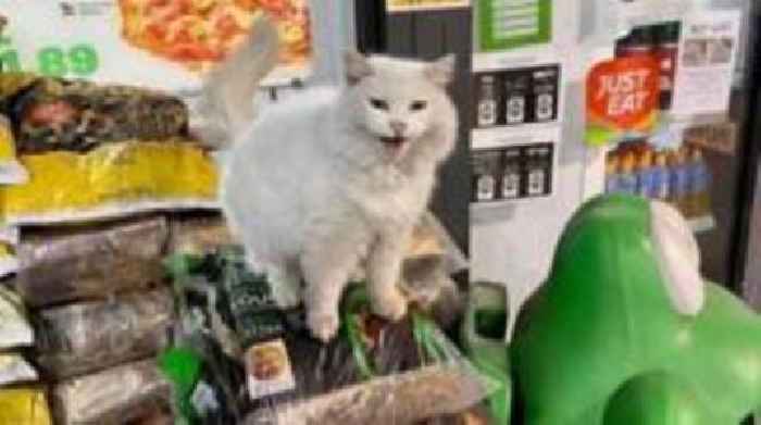 Mural 'purrfect' tribute to petrol station cat