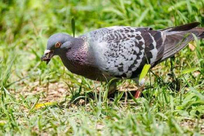 How to keep pigeons away with surprising item many have but no longer use