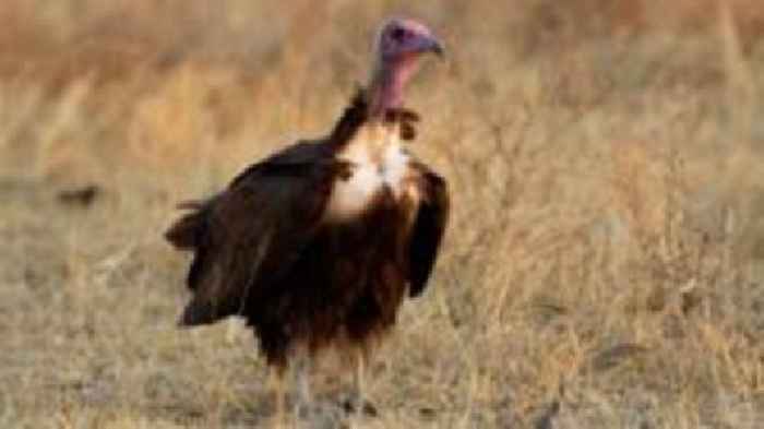 Endangered life-saving vultures to be bred in Wales