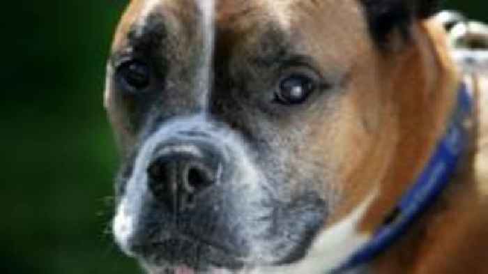 Domestic abuse dog foster service sees demand surge