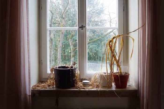 'I found hidden house forgotten for years and couldn't believe what I saw inside'