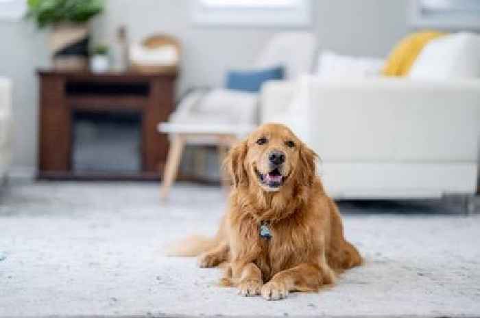 Spoiled golden retriever's 'day in life' leaves pet fans with a burning question
