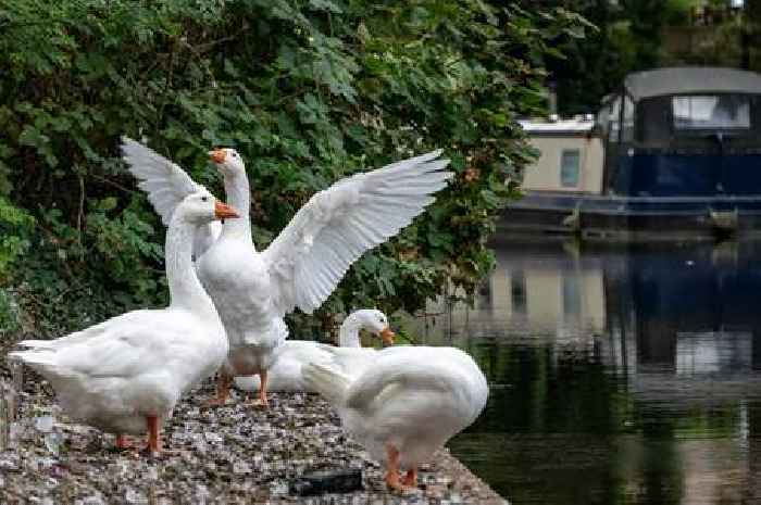 How a family of geese captured the hearts of a Cambridgeshire town