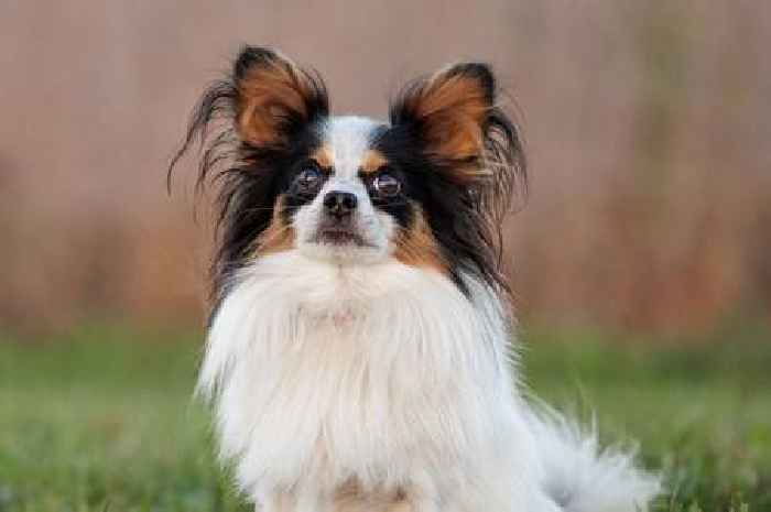 11 dog breeds that stay small forever ideal for pet owners with limited space