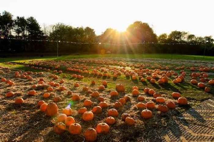 M&D’s Scotland’s Theme Park announces details of annual Pumpkin Festival