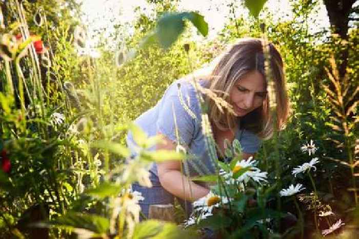 Kill weeds with 49p item you can get from any supermarket — also fertilises plants