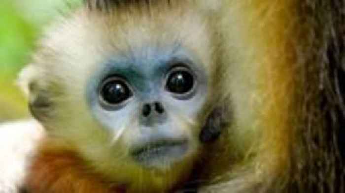 The battle to save China's rare snub-nosed monkey