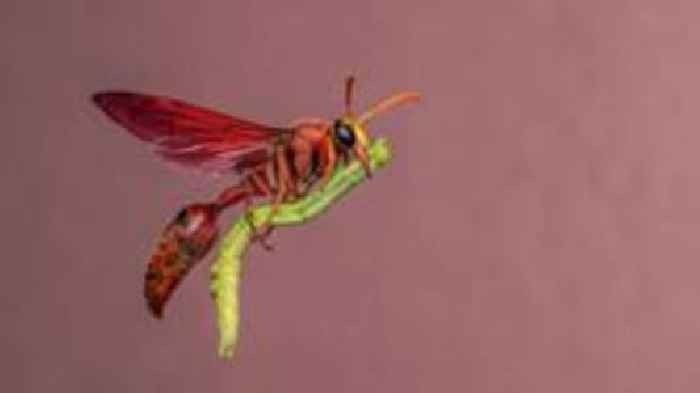 Wasp 'riding a broomstick' wows photography judges