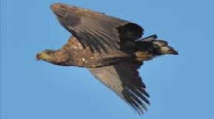 Delight as white-tailed eagle visits Somerset
