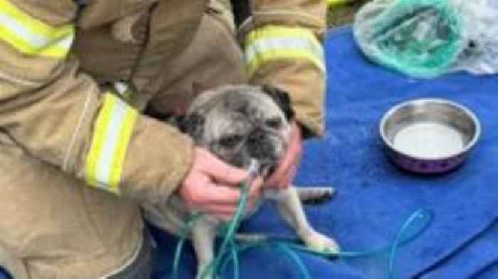 Pug rescued and given oxygen after house fire