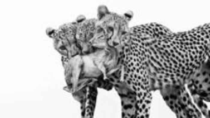 Wildlife Photographer of the Year 2025 – the best pictures so far