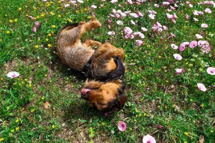 Vet issues alert for pet owners who notice 'increased scratching'