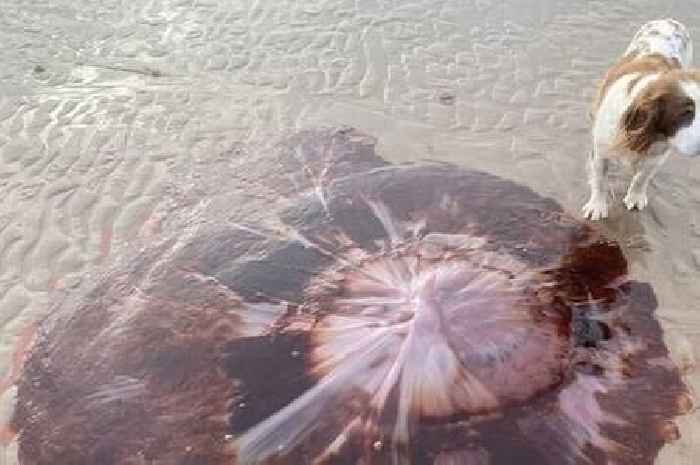 Monster jellyfish 'that can stretch 100ft' washes up on Scottish beach