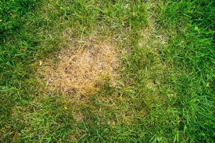 Lawns will be healthy and free of 'eyesore' yellow patches if 2 items are added