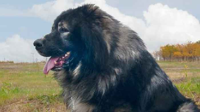 Six injured after dog attacks