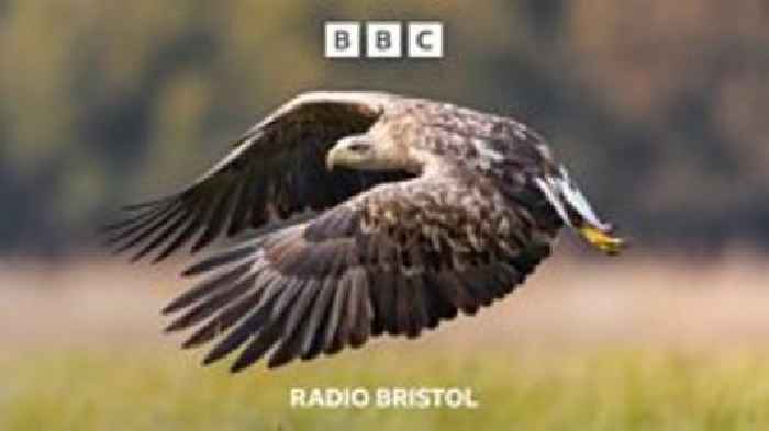Rare eagle spotted near Bristol